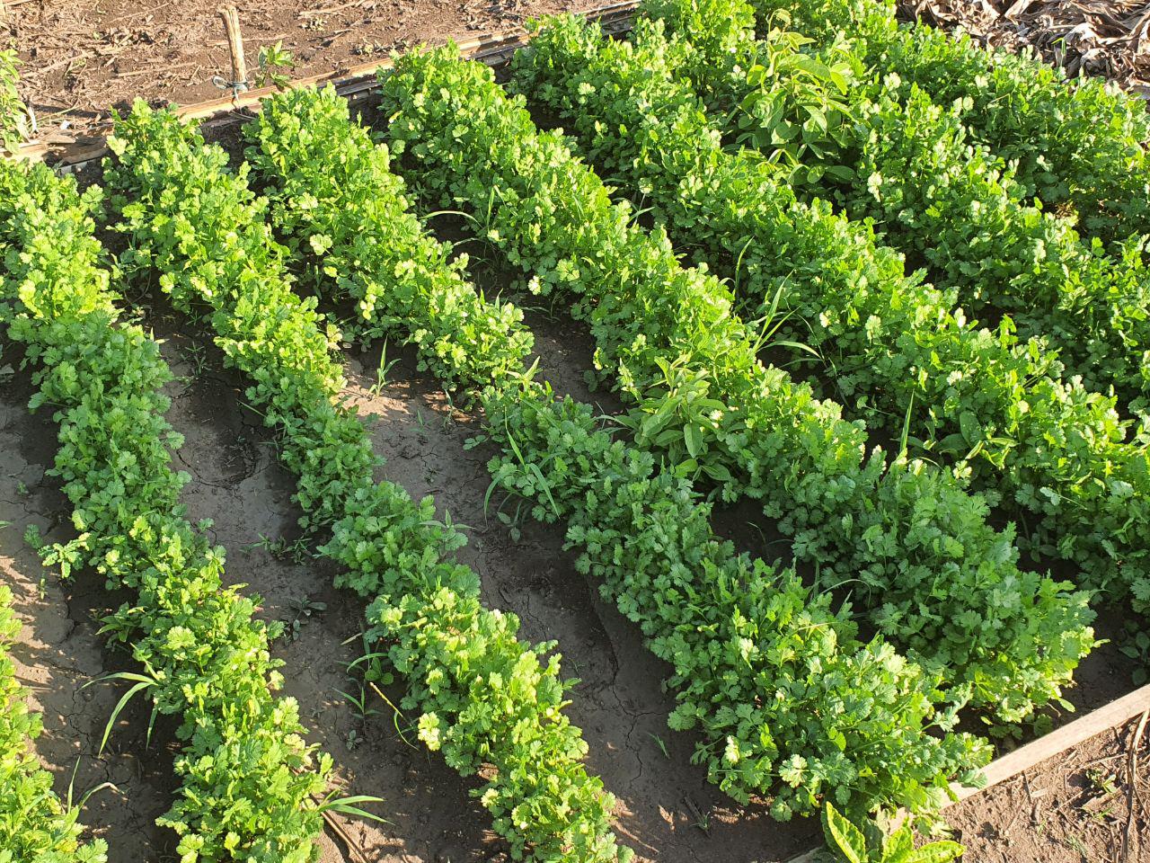 Cilantro Excelente Calidad — foto 2 de 2