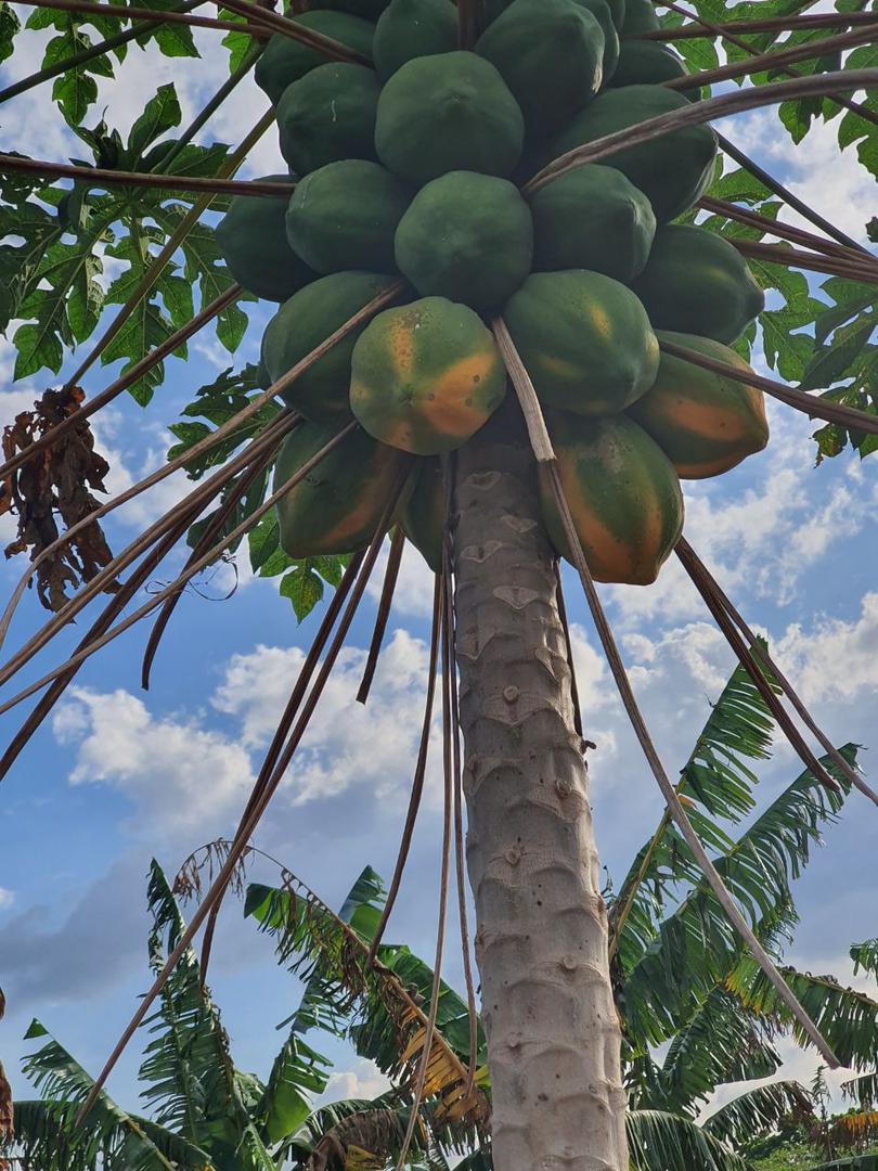 Papaya Melona