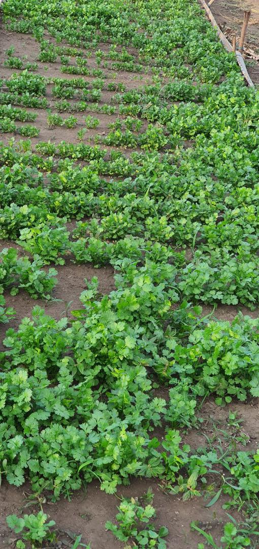 Cilantro Excelente Calidad