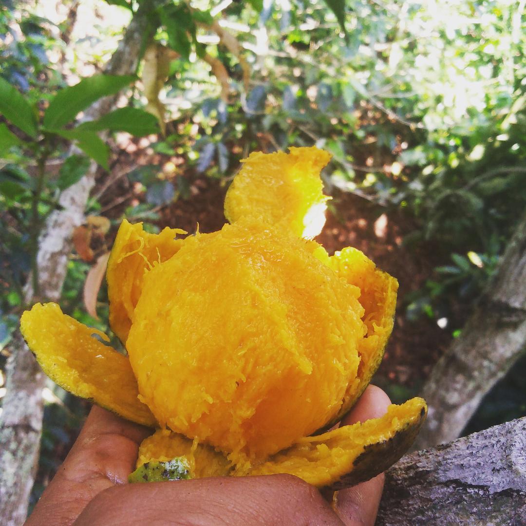 Guayaba