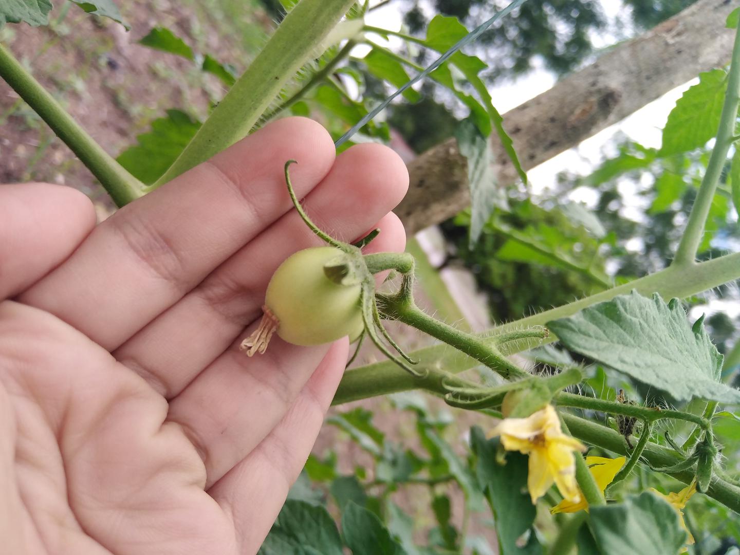 Tomate Conto