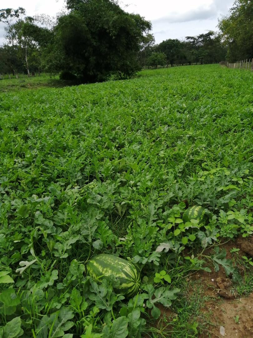 Patilla Grande