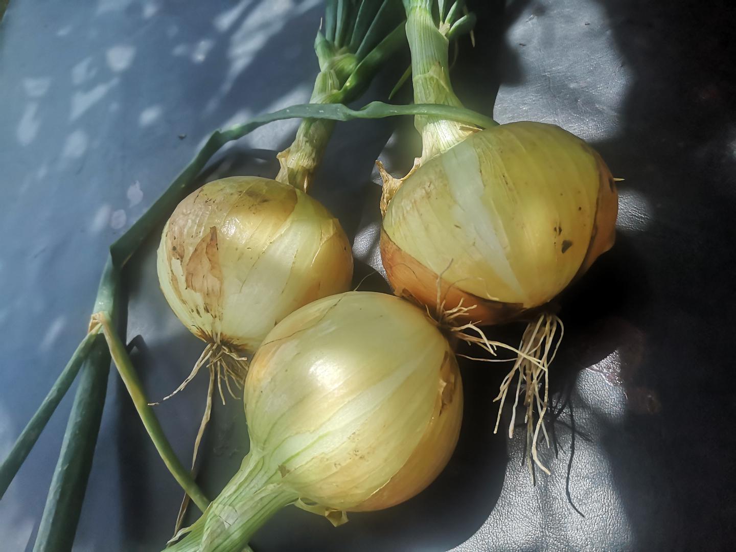 Cebolla Cabezona
