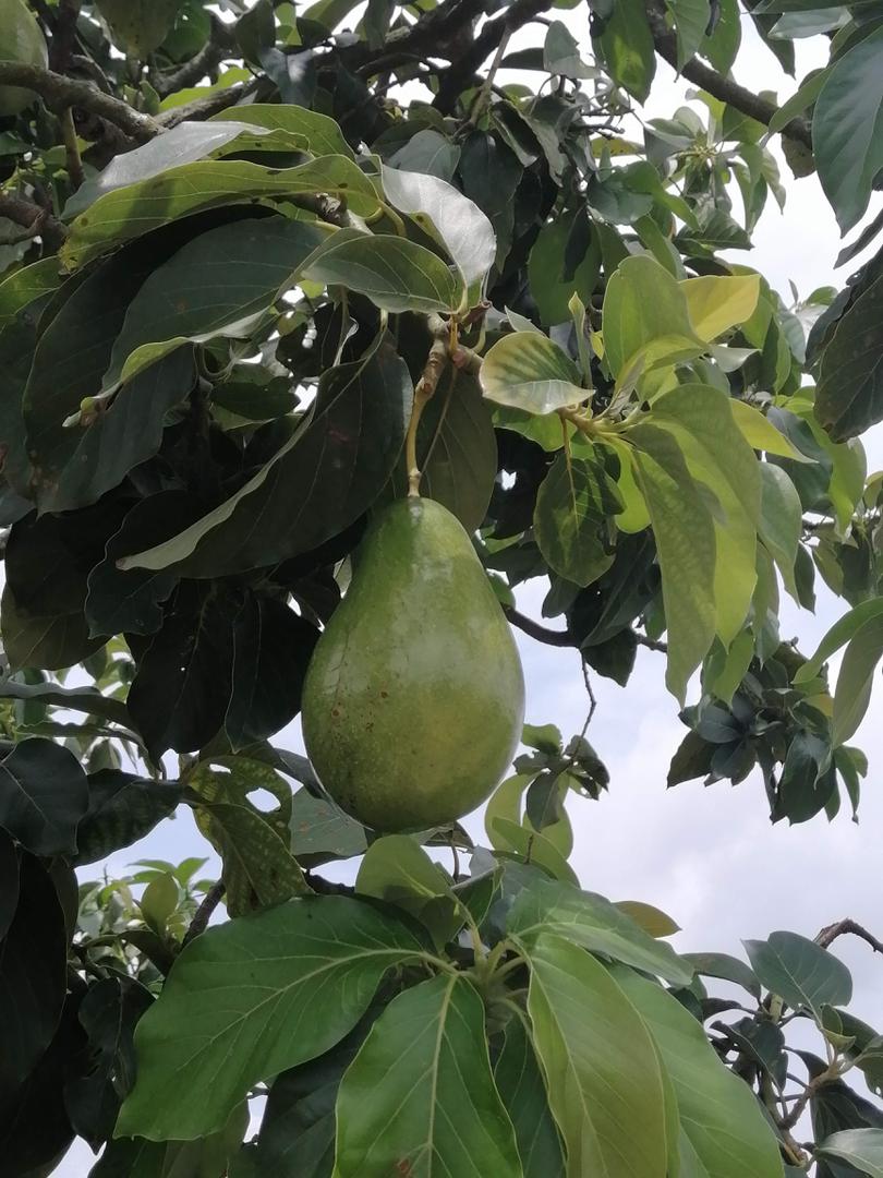 Aguacate Papelillo