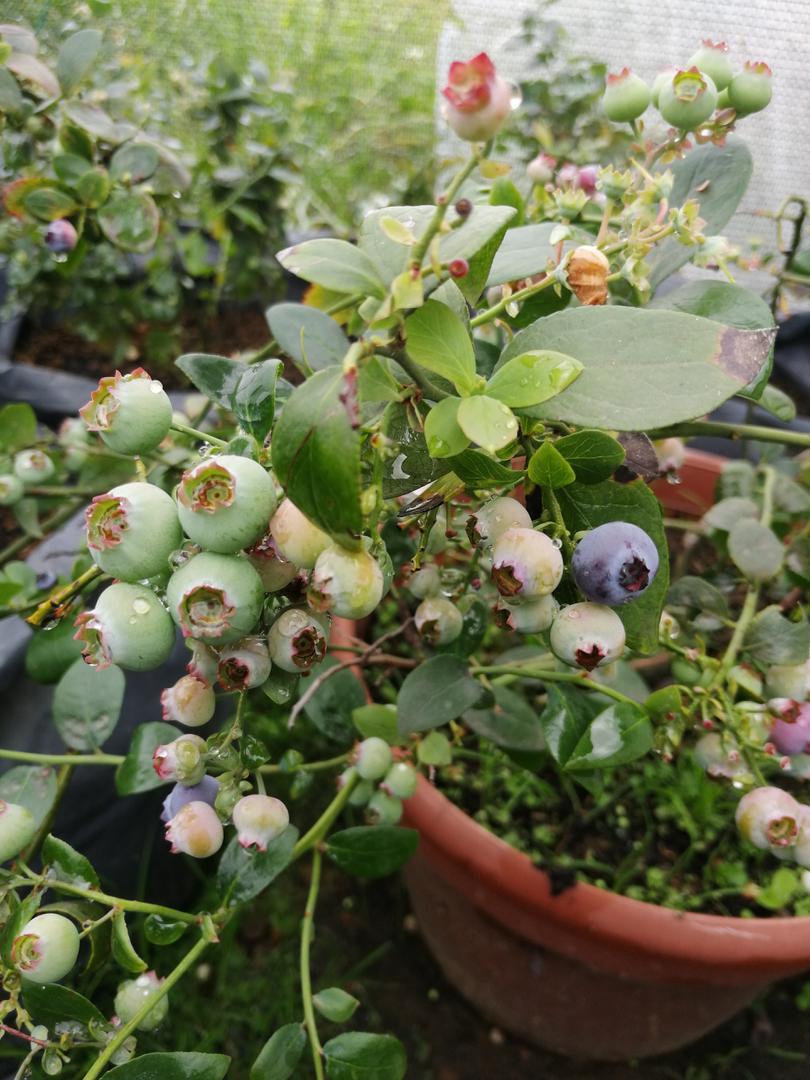 Arandanos