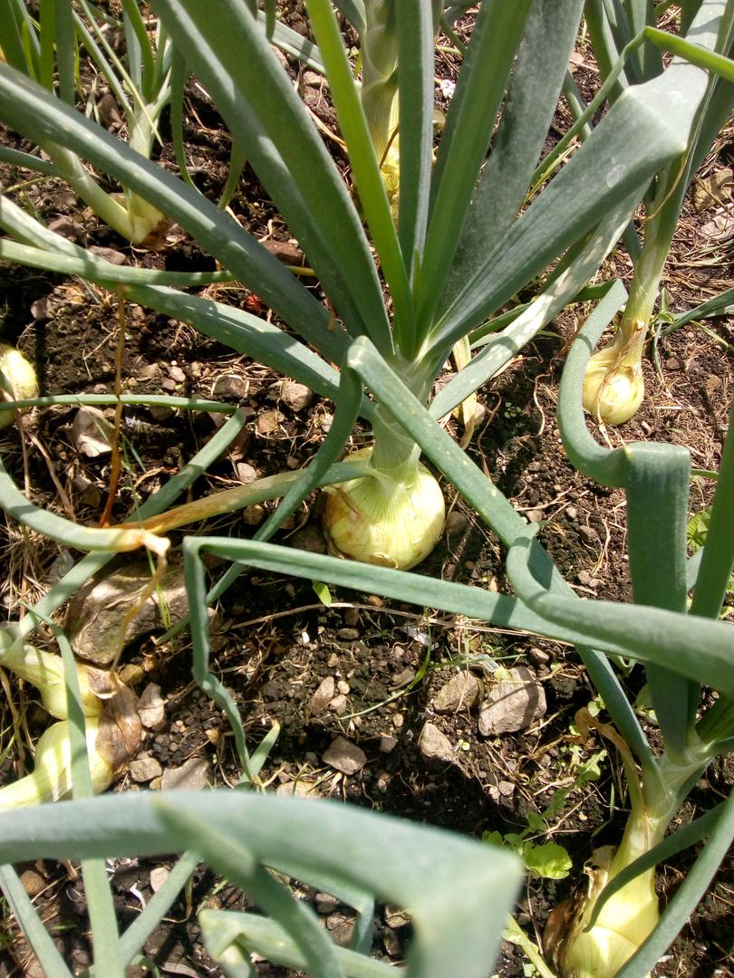 Cebolla