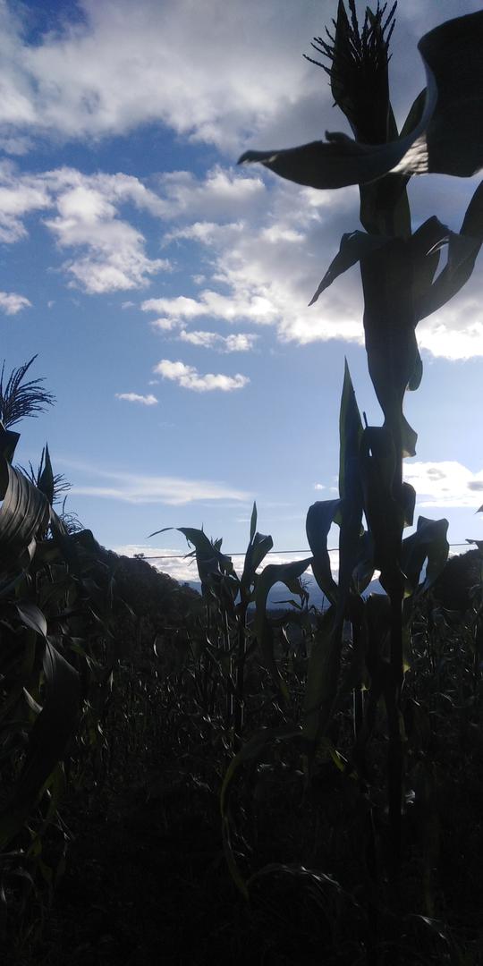 Mazorca De Tipo Maiz Blando Amarillo