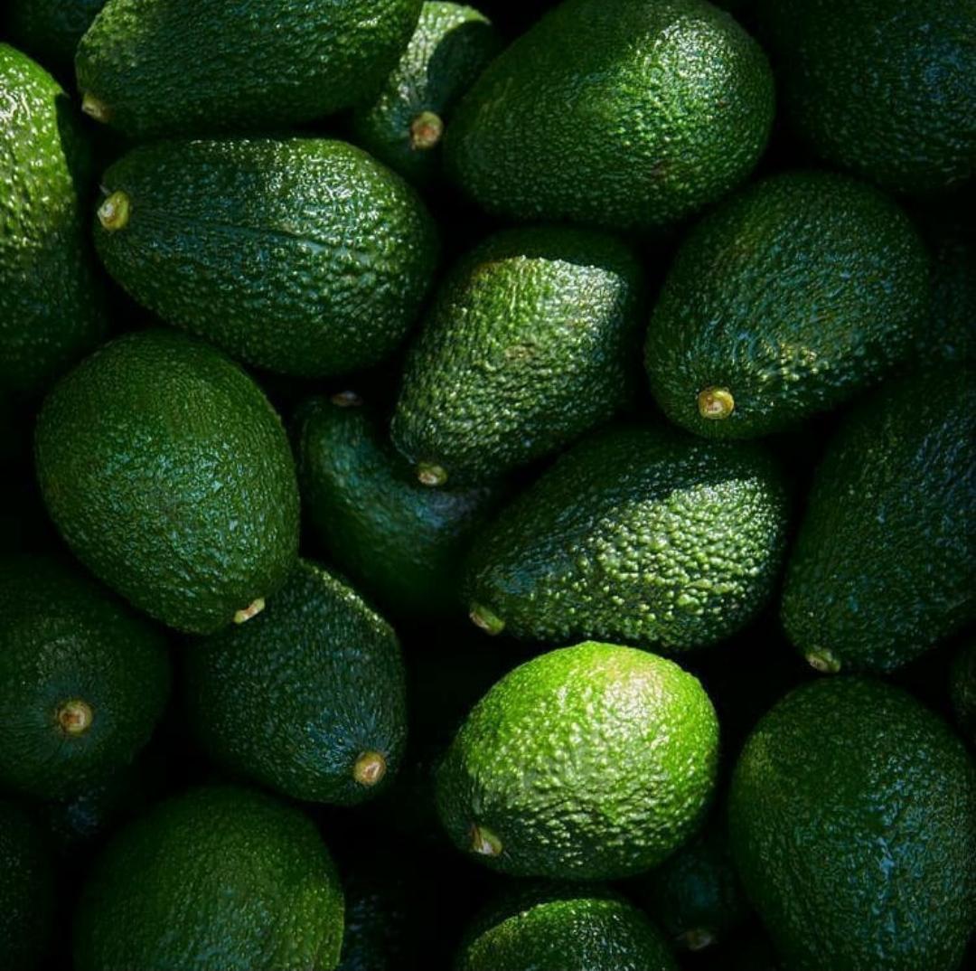 Aguacate Hass