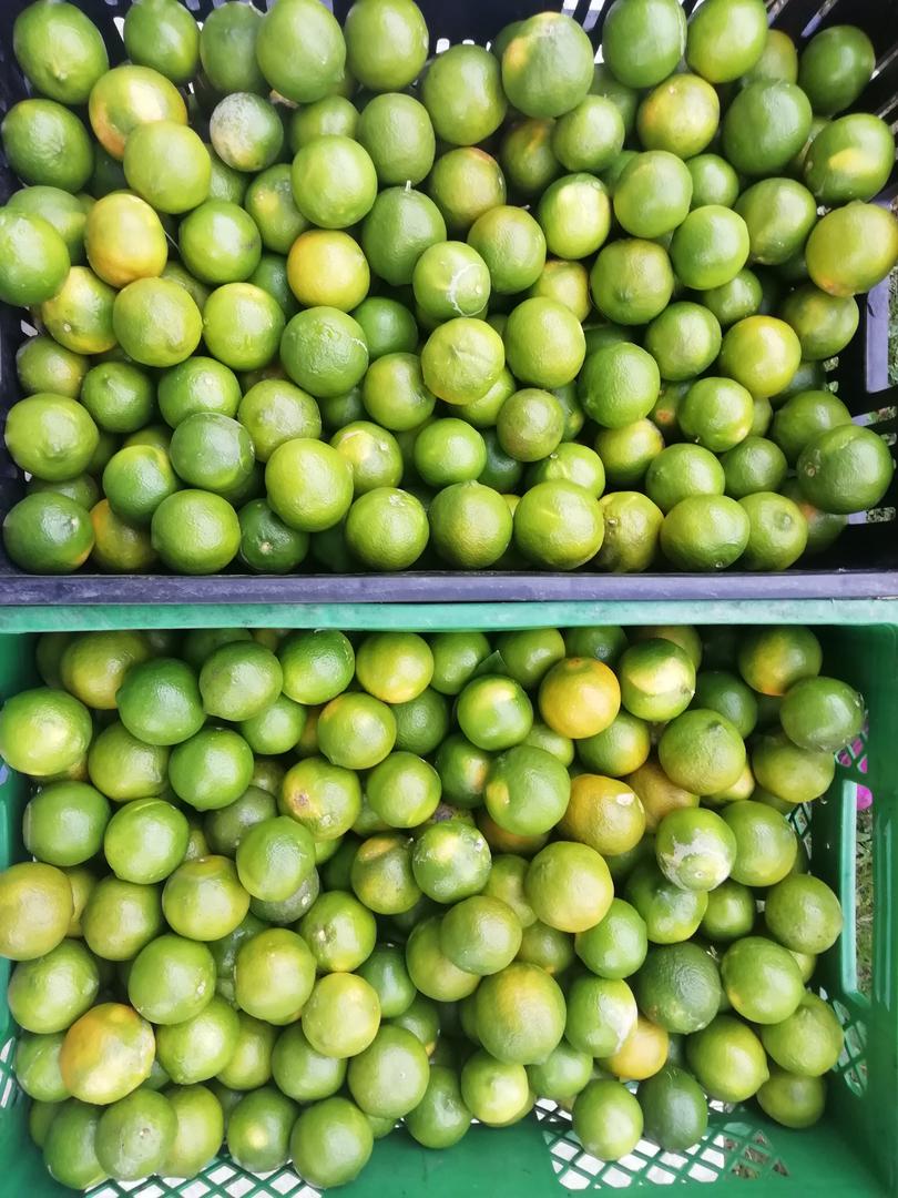 Limon Mandarino