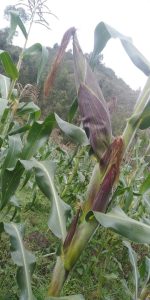 Mazorca De Tipo Maiz Blando Amarillo