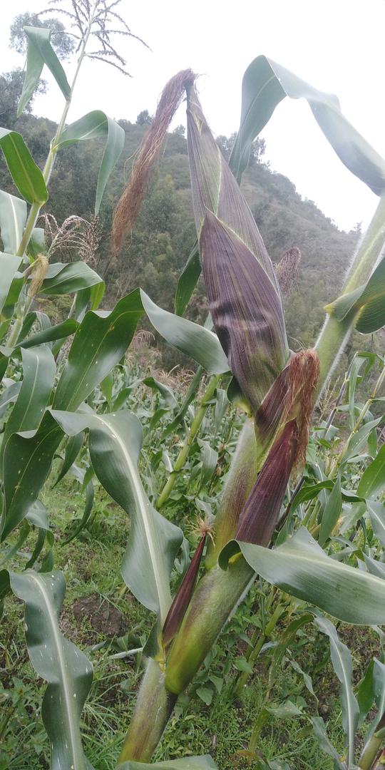 Mazorca De Tipo Maiz Blando Amarillo