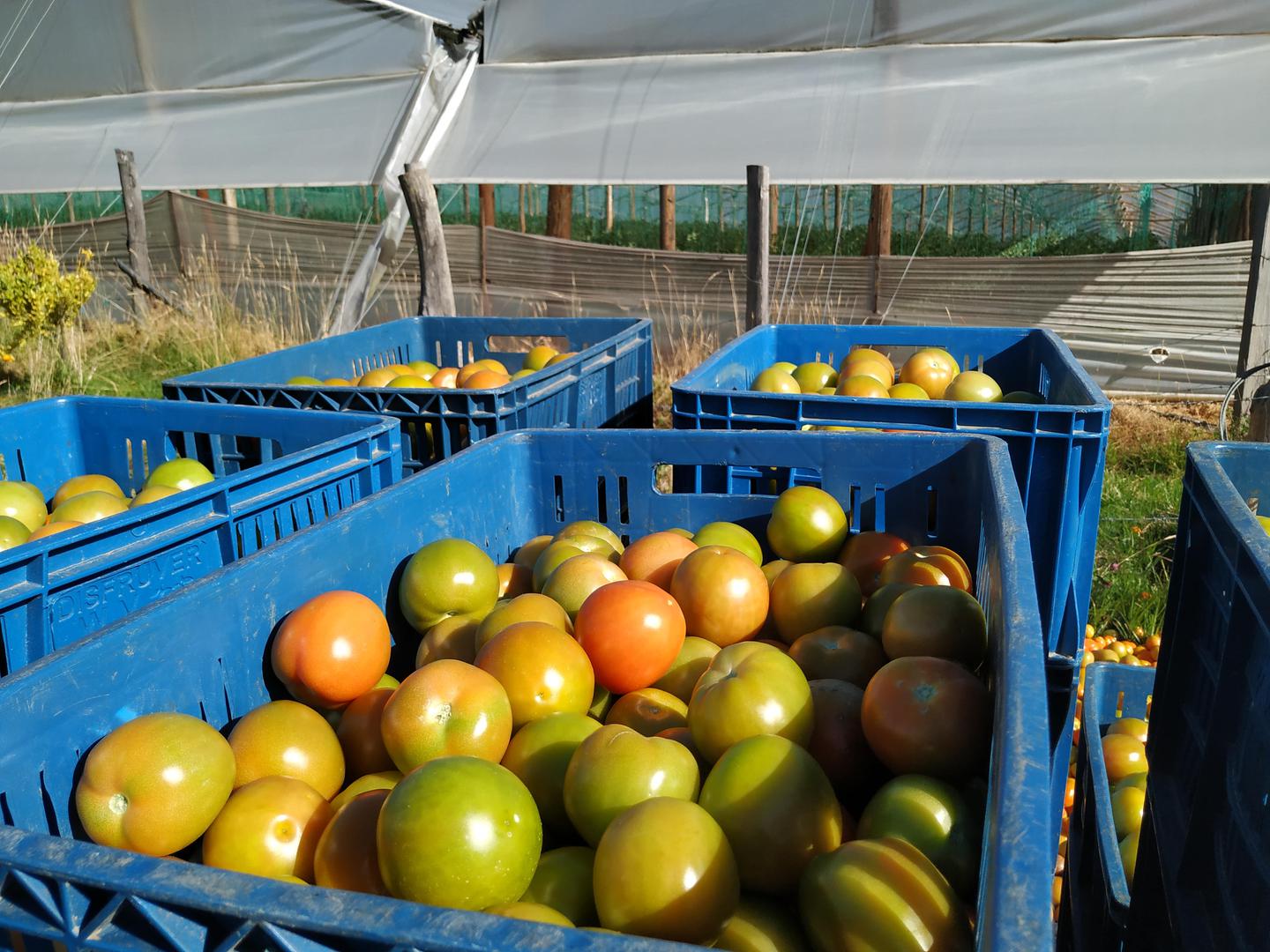 Tomate Chonto