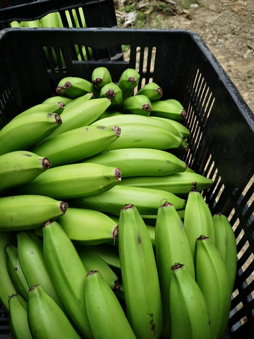 Banano Gross Michel
