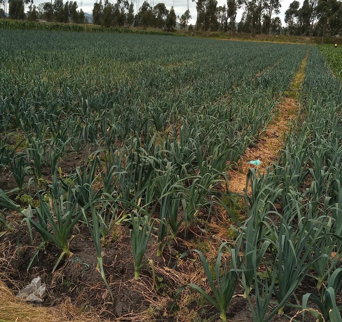 Cebolla Puerro
