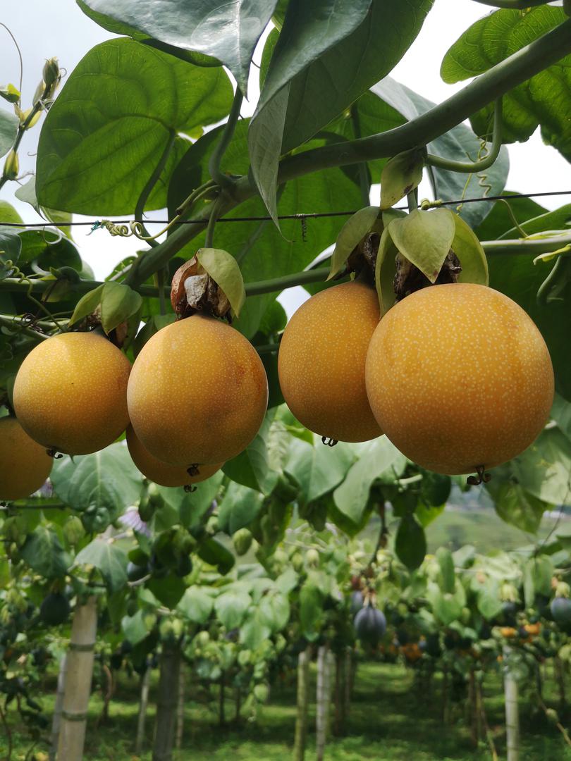 Granadilla