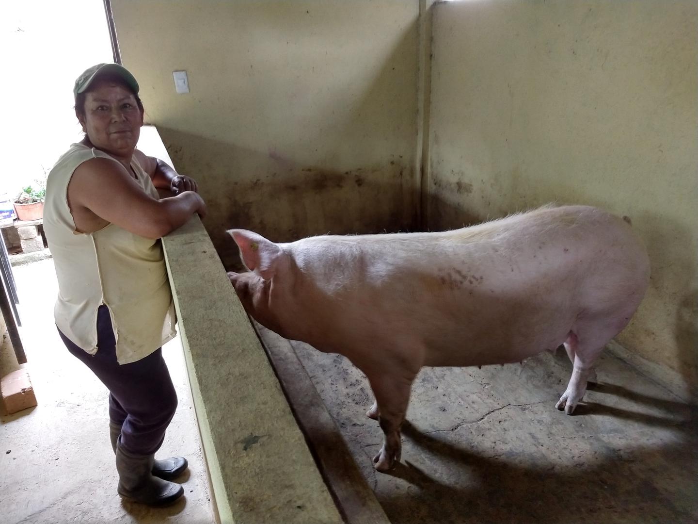 Cerdos En Canal De 80 Kilogramos