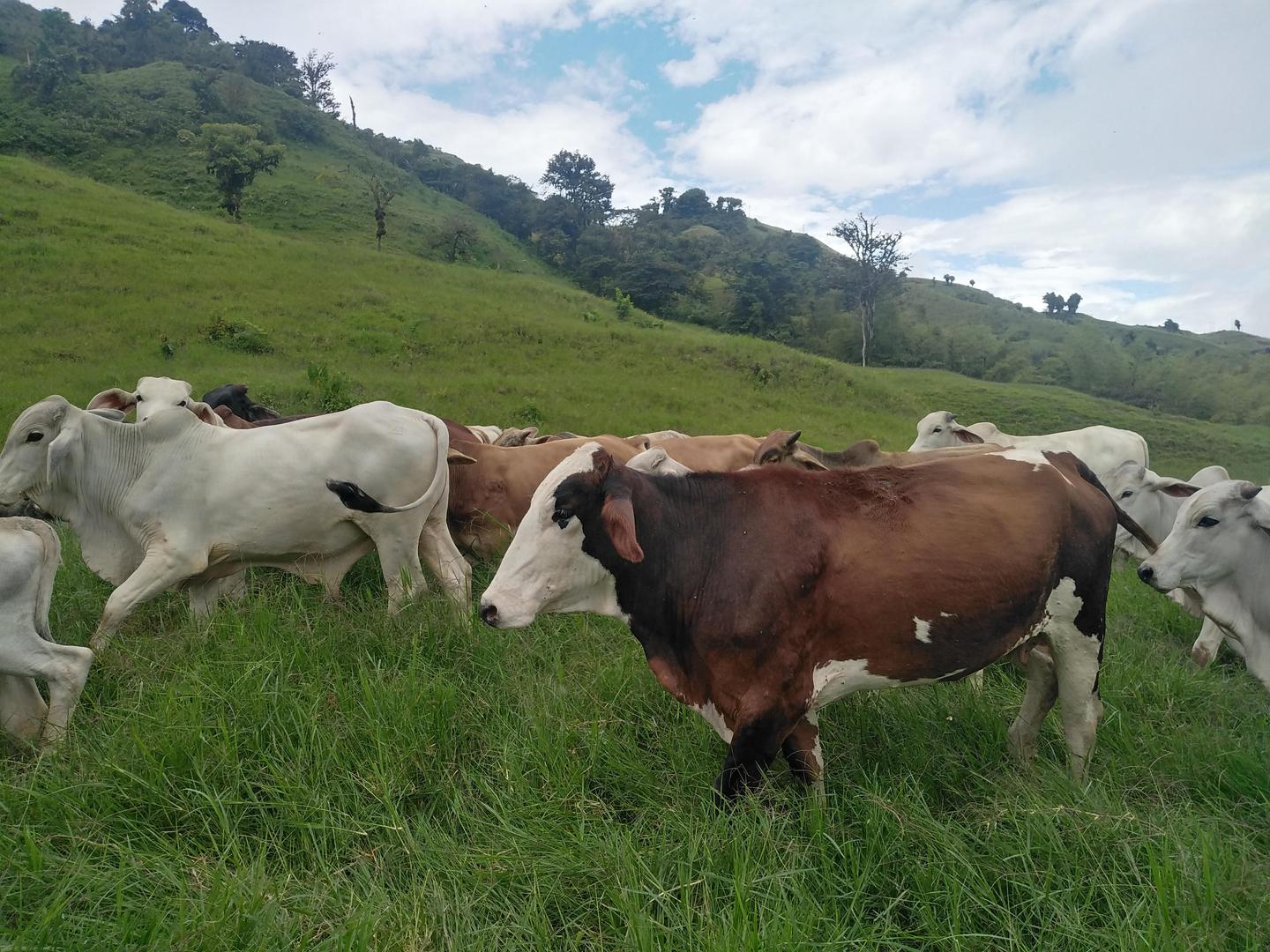 Criadero Mataeguadua