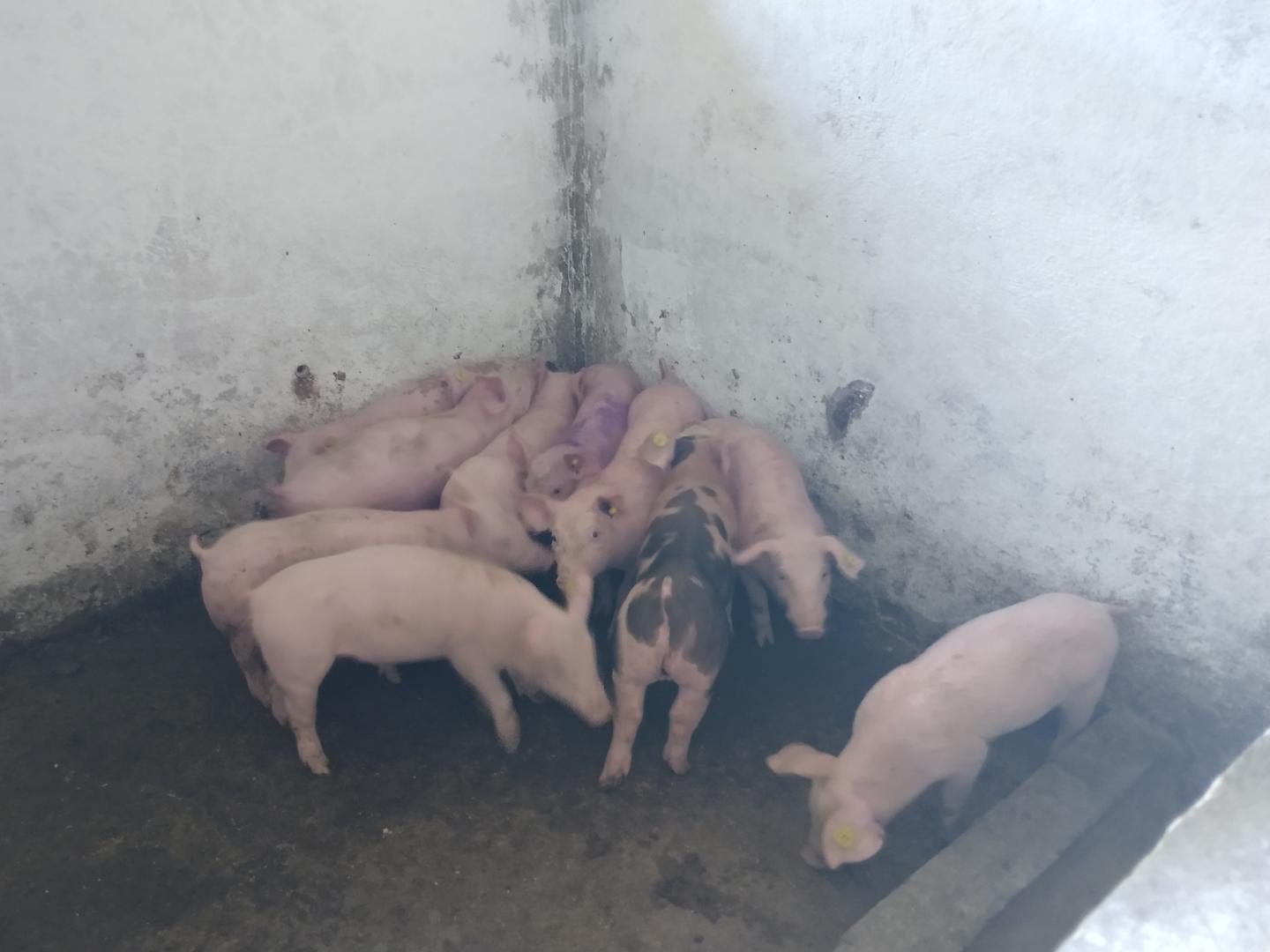 Cerdos En Canal De 80 Kilogramos