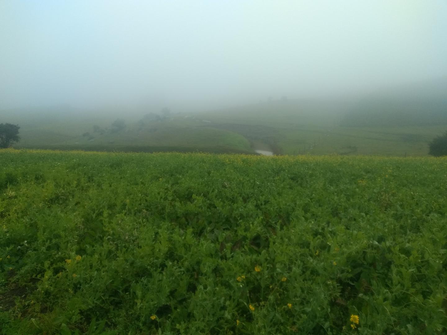 Cilantro Producido En Motavita Boyaca