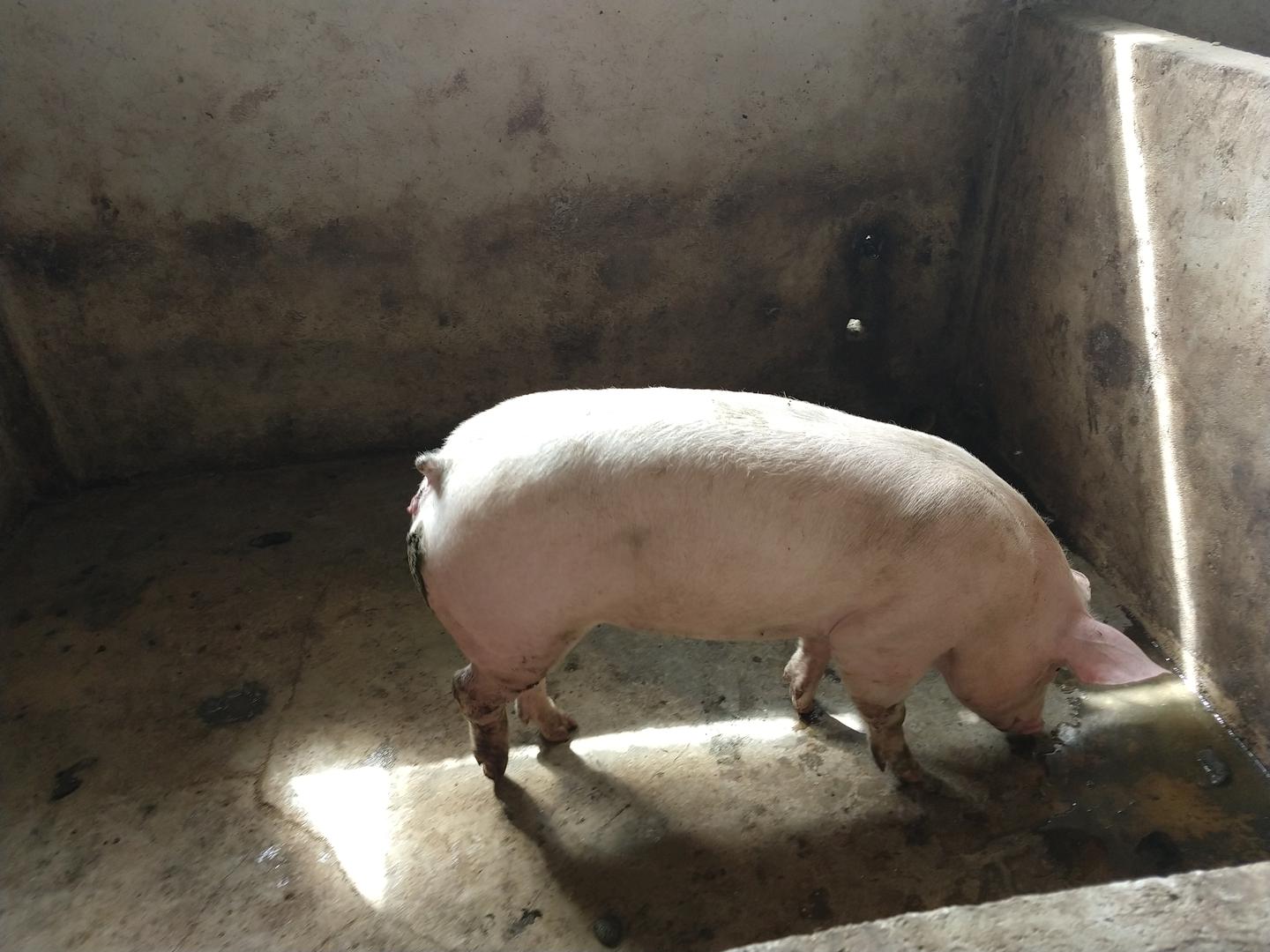Lechones De 15 Kilogramos