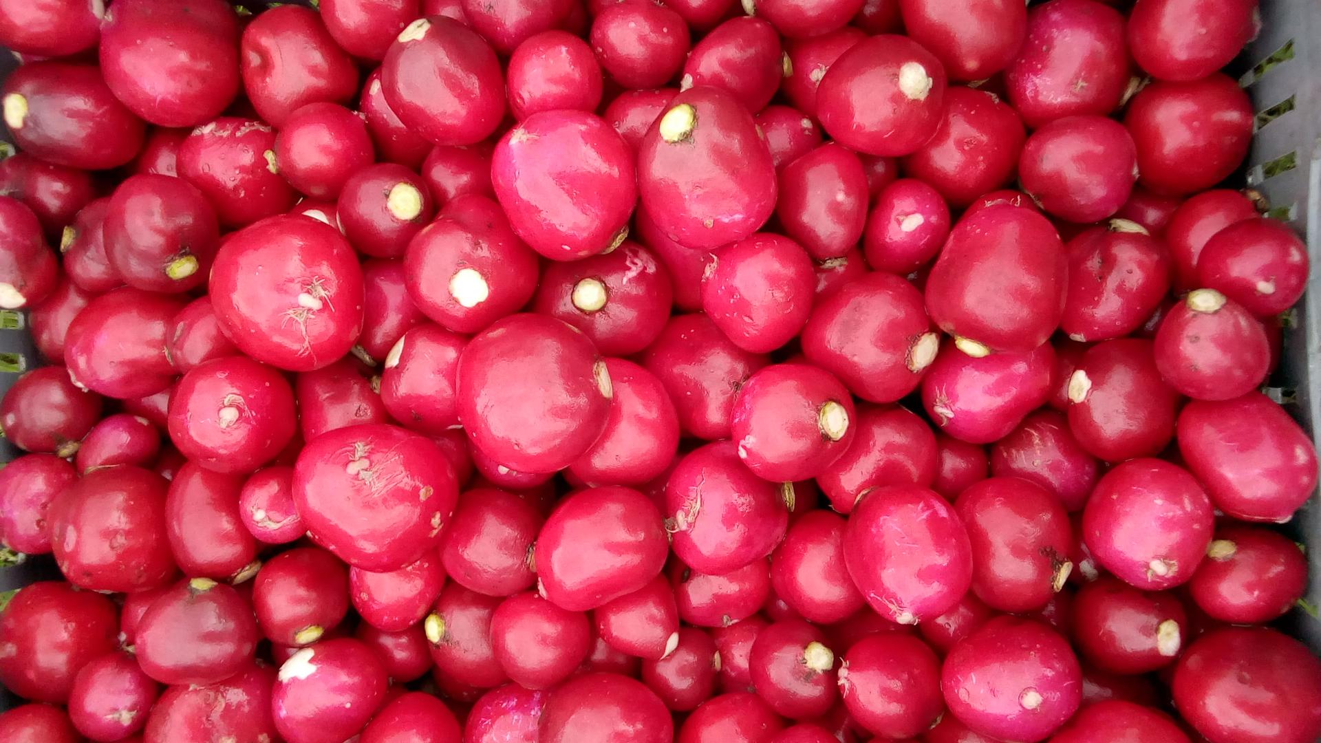 Rabano Rojos