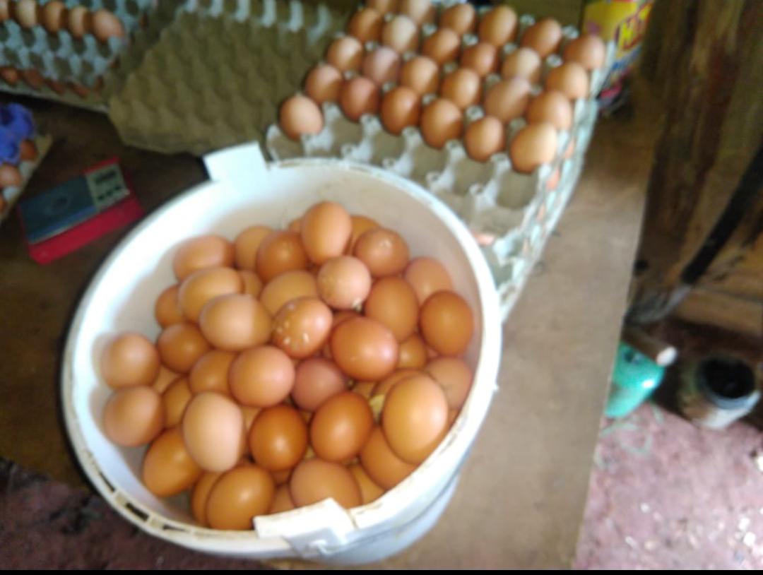 Cubeta De Huevos Por 30 Unidades