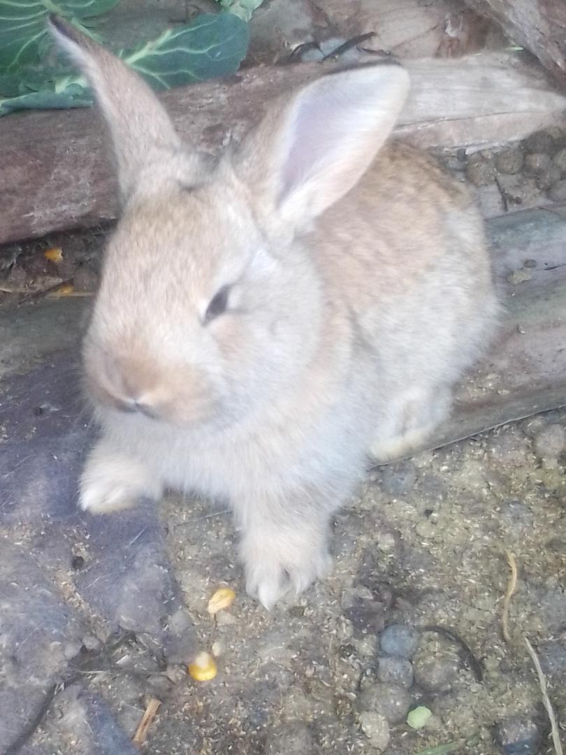 Conejos De 4 Meses