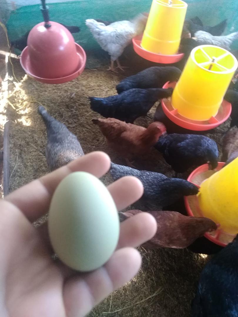 Huevos Criollos La Esmeralda