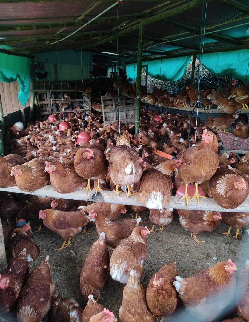 Vendo Galpon De Gallinas