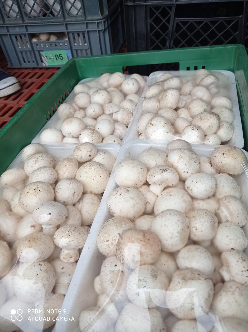 Champinon Blanco Tipo A
