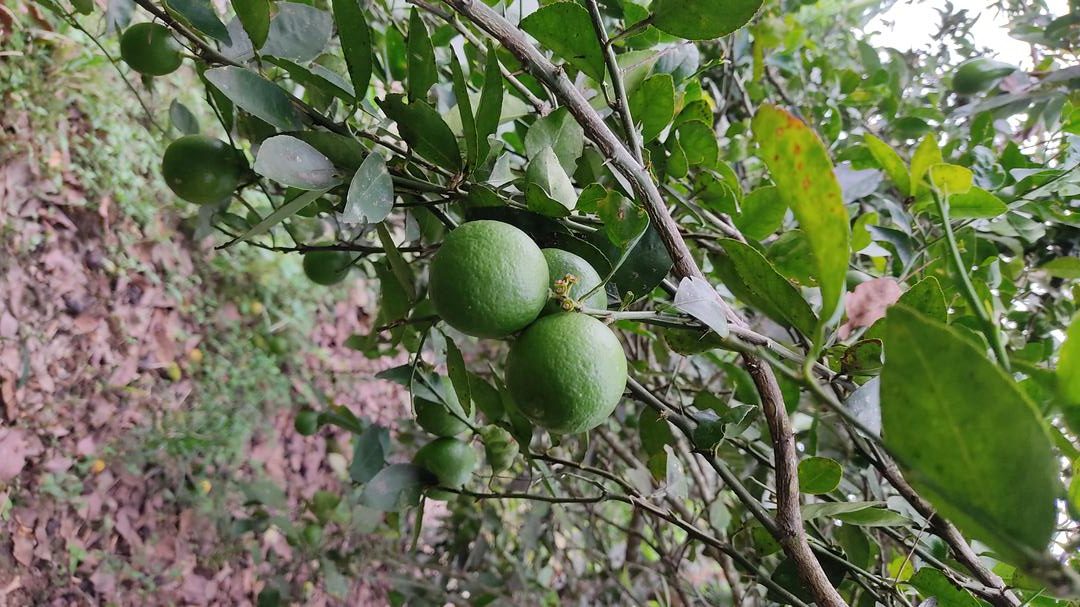 Limon Pajarito