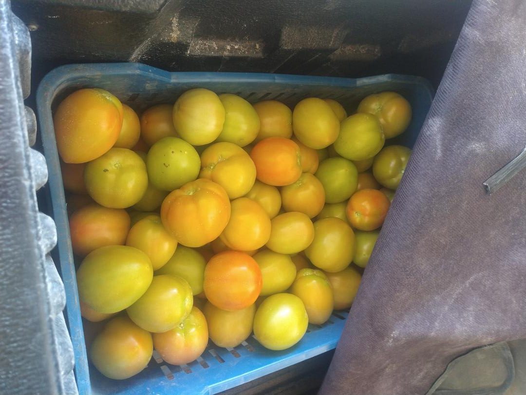 Tomate Chonto Libertador Invernadero