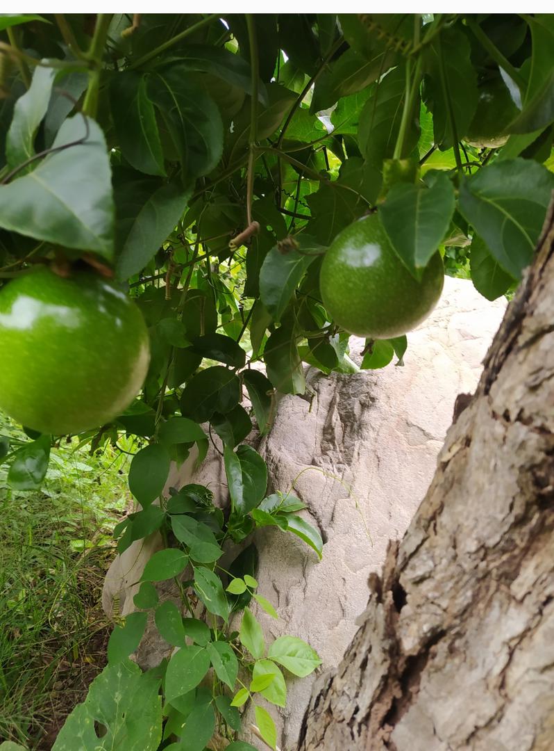 Maracuya