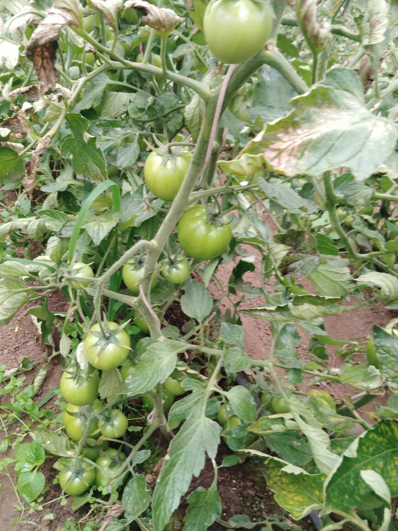 Tomate Chonto