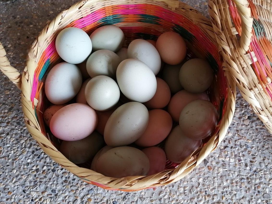 Huevos 100 De Gallina Criolla