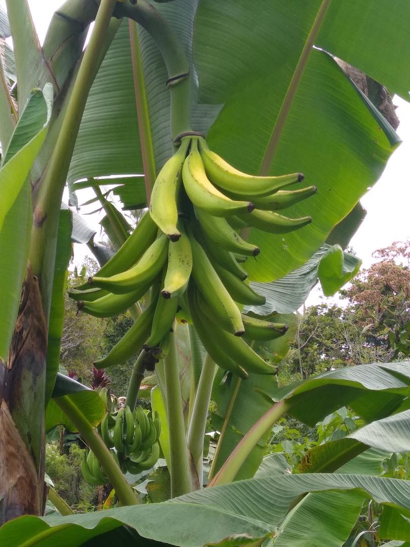 Platano Variedad Africa 1