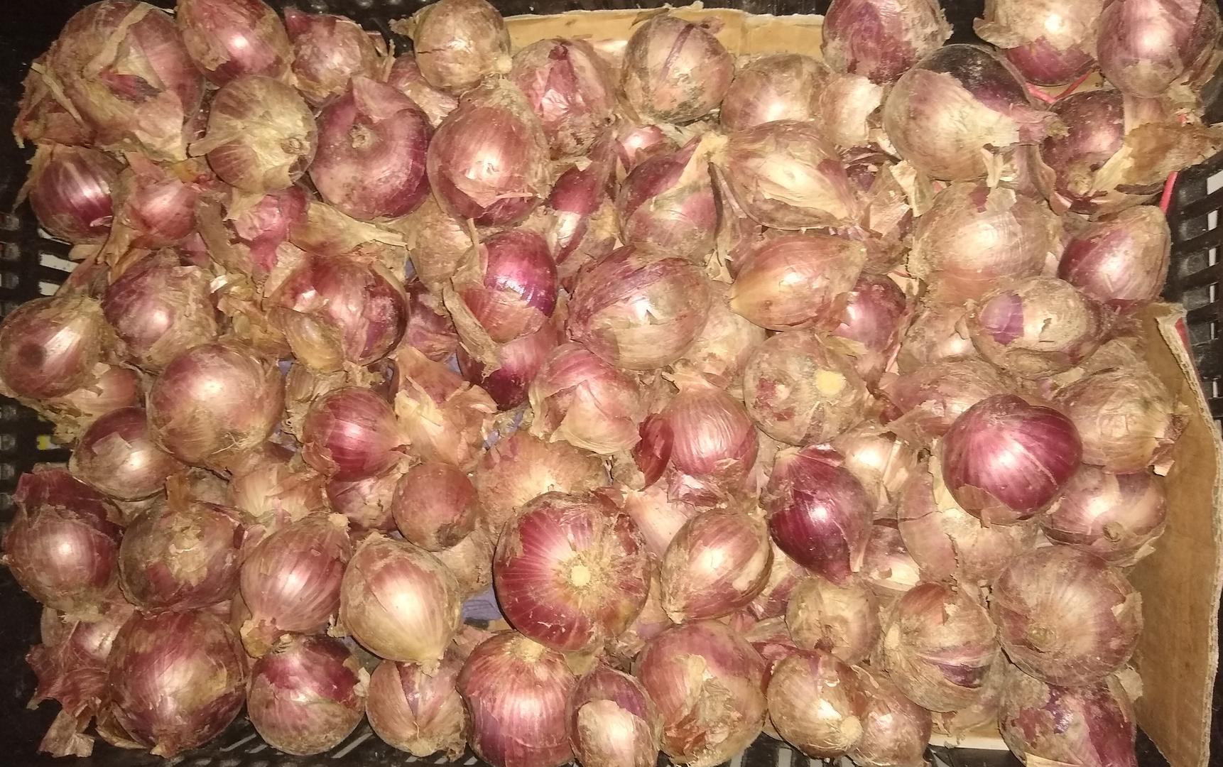 Cebolla Ocanera