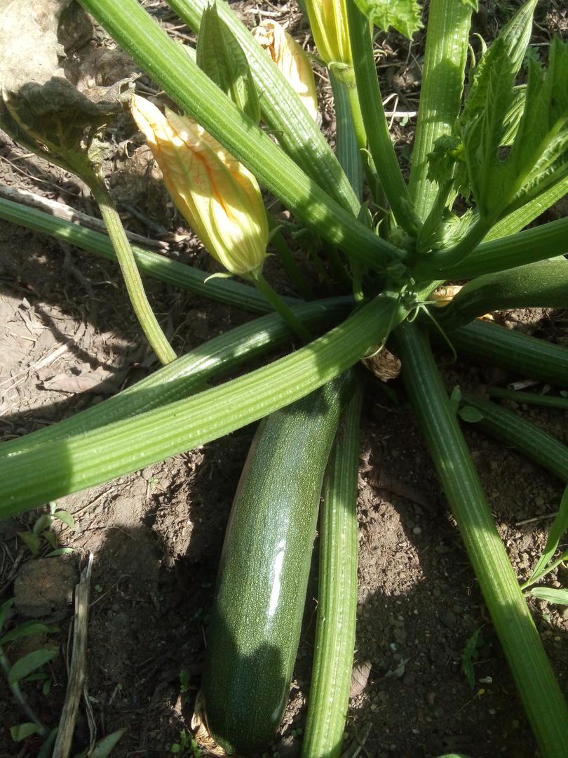 Calabacin Organico