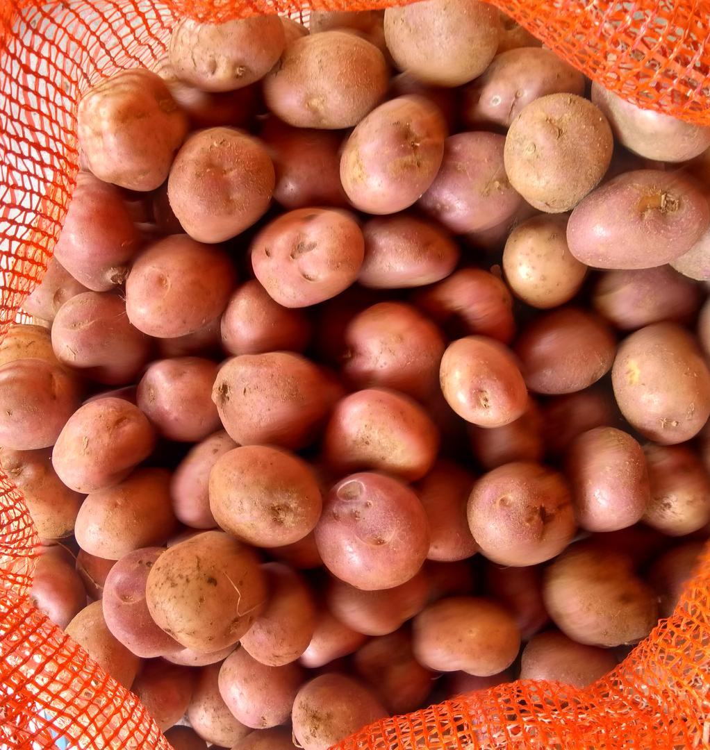 Venta De Bulticos De Papa De 11 A 12 Libras Lavada Y Seleccionada R12 — foto 2 de 2