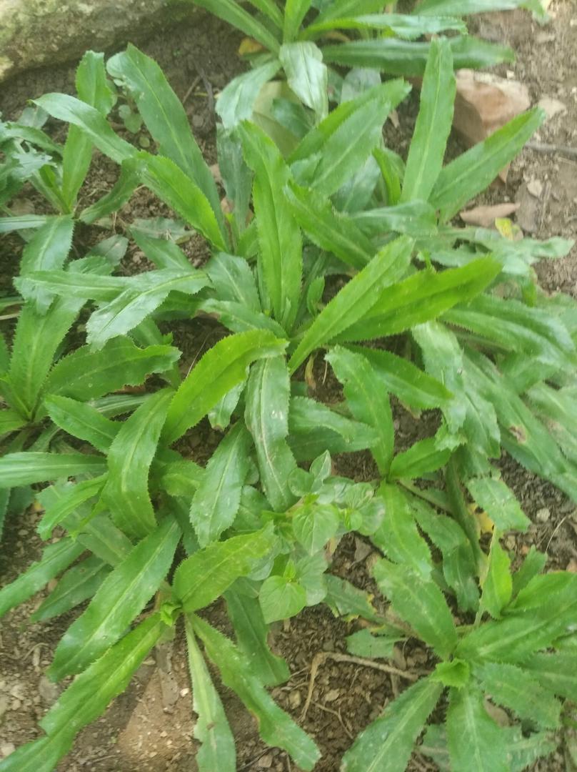 Cilantro Cimarron