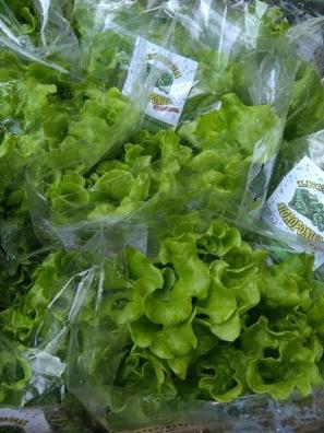 Lechuga Crespa