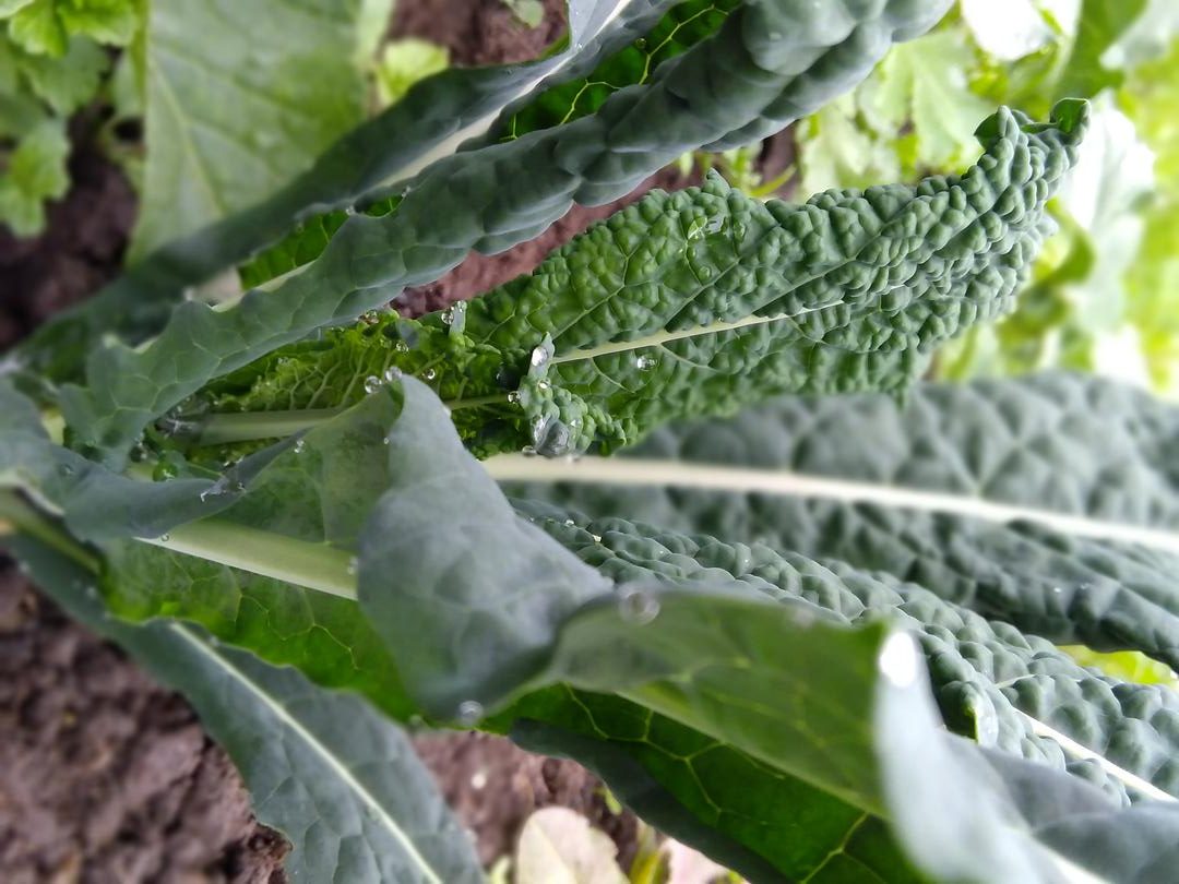 Kale