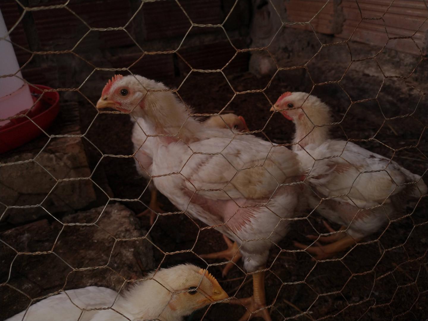 Pollo Blanco