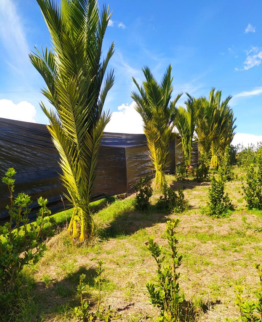 Palma Para Sombra Y Embellecer