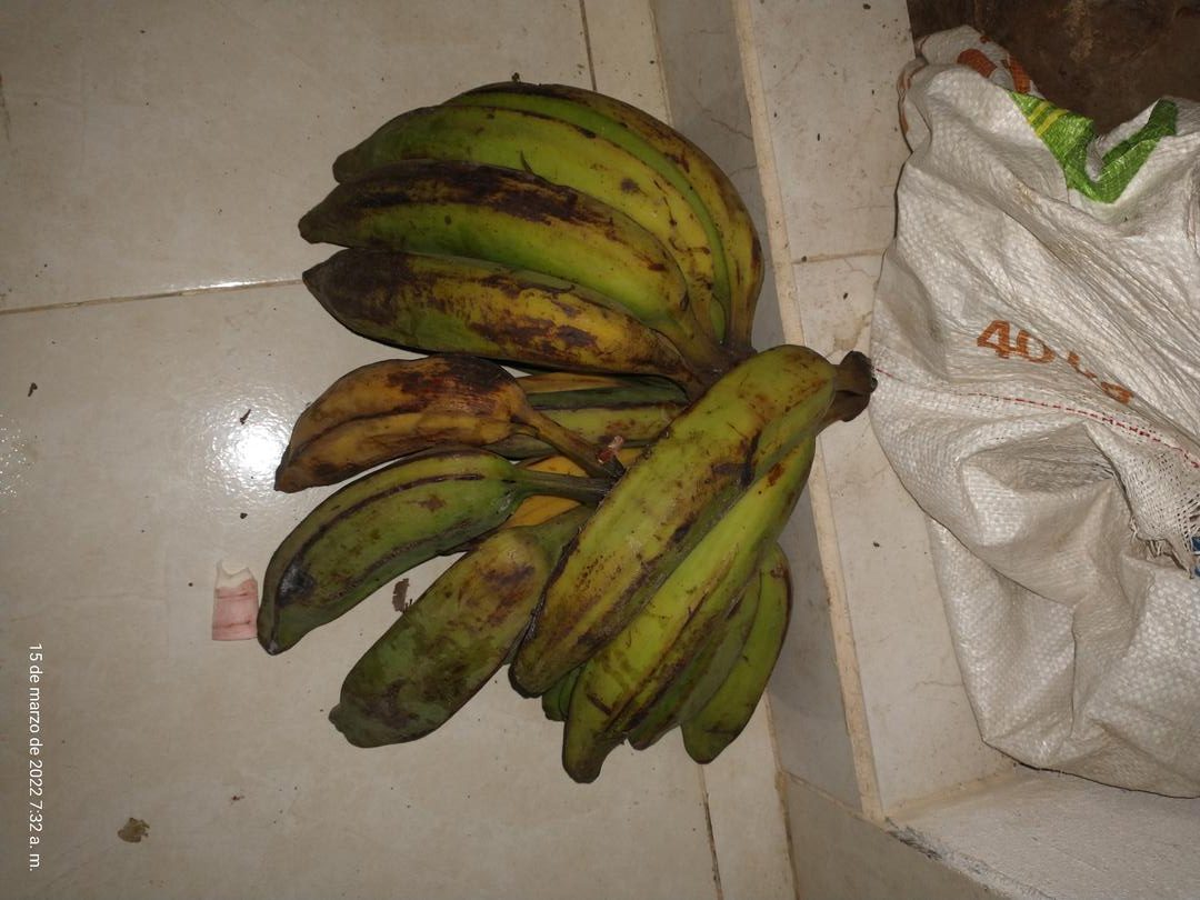 Platano Topocho