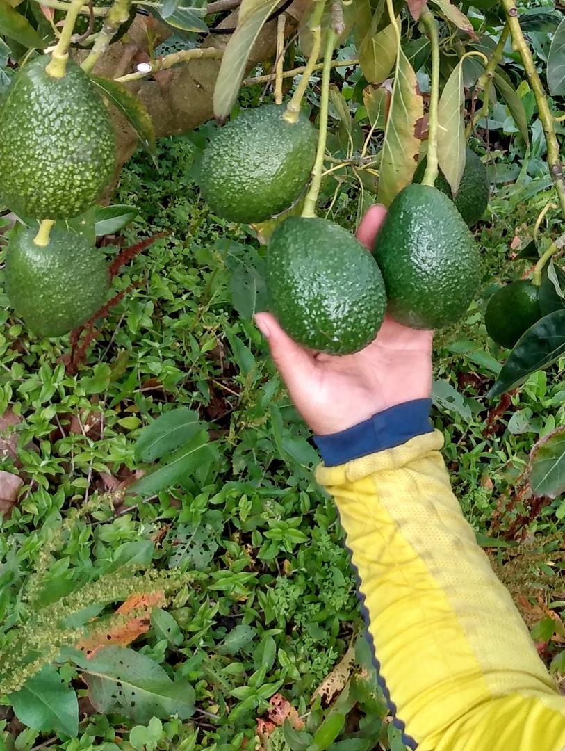 Aguacate Hass Para Exportacion