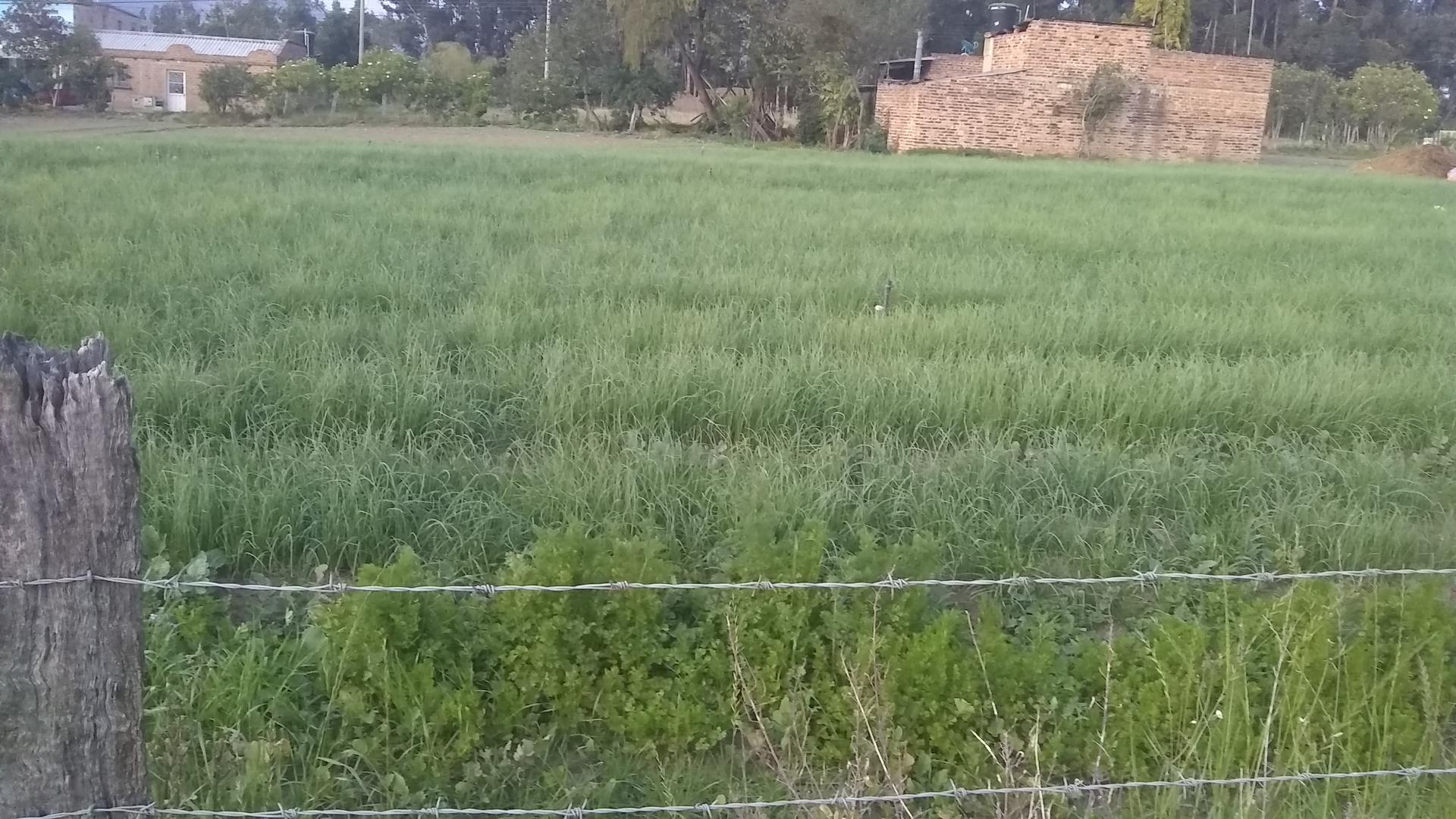 Semillerio Taki 14 Libras En Terreno Sano De Tierra Virgen