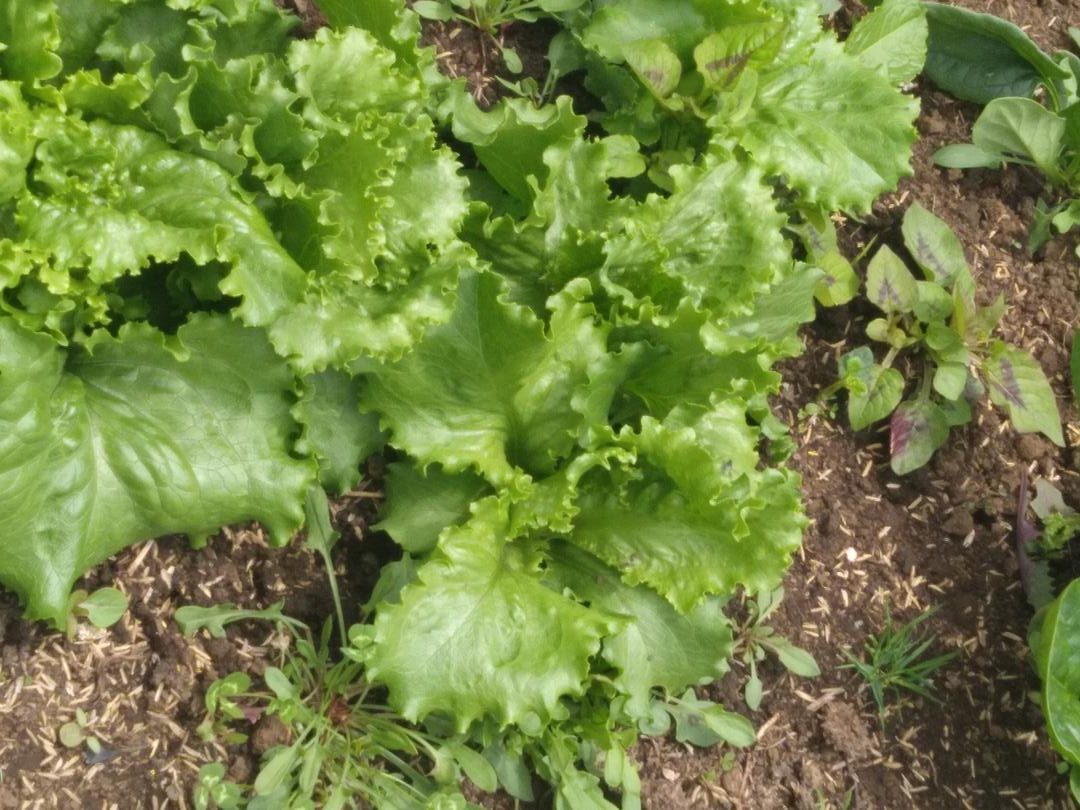 Hortalizas Organico