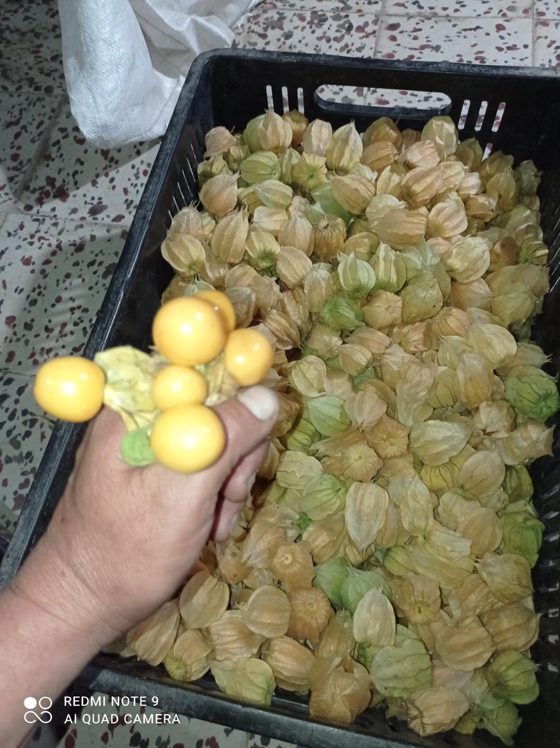 Uchuvas Pelada O Con Capacho Al Por Mayor