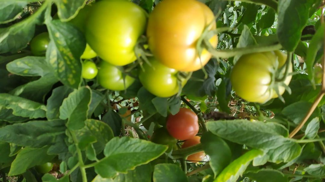 Tomate De Alino X Kg